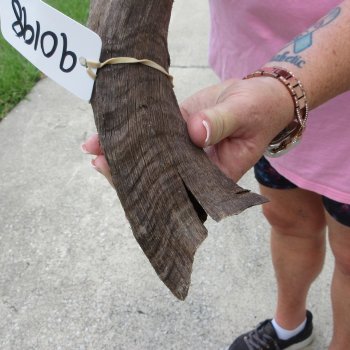 34" B-Grade Kudu Horn