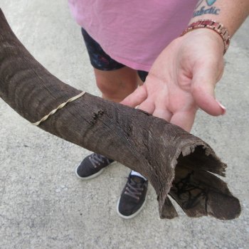 34" B-Grade Kudu Horn