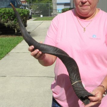 33" B-Grade Kudu Horn