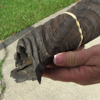 33" B-Grade Kudu Horn