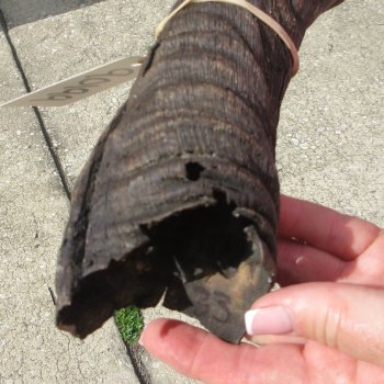 33" B-Grade Kudu Horn