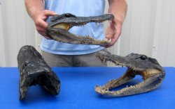 12 inches Wholesale Alligator Heads from an 8 foot Louisiana Gator $32.00 each - 4 @ $29.00 each 
