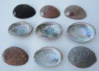 3 to 4 inches Green Abalone Shells for crafts  (5 pcs, 50 pcs)