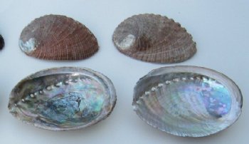 3 to 4 inches Green Abalone Shells for crafts  (5 pcs, 50 pcs)