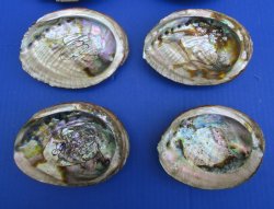 Green Abalone Shell...