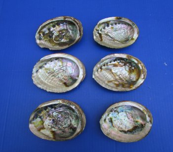 Green Abalone Shells 4 to 4-1/2 inches - 6 @ $4.75 each; 24 @ $4.25 each