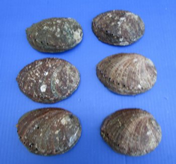 Green Abalone Shells 4 to 4-1/2 inches - 6 @ $4.75 each; 24 @ $4.25 each