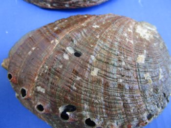 Green Abalone Shells 4 to 4-1/2 inches - 6 @ $4.75 each; 24 @ $4.25 each