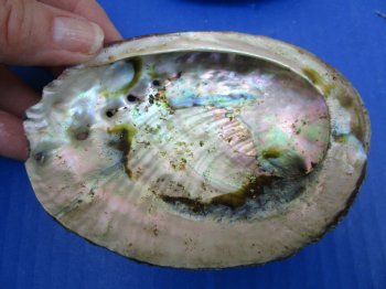 Green Abalone Shells 4 to 4-1/2 inches - 6 @ $4.75 each; 24 @ $4.25 each
