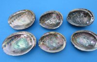 Green Abalone Shells 5 inches (3 pcs, 24 pcs)