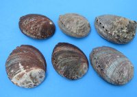 Green Abalone Shells 5 inches (3 pcs, 24 pcs)