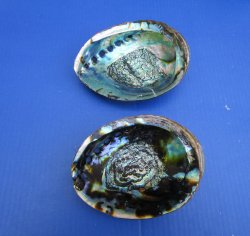 Green Abalone Shell...