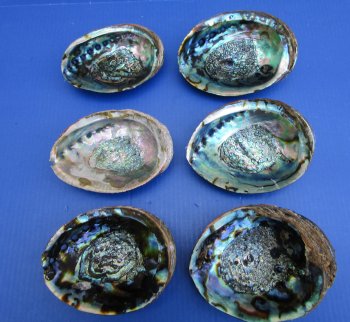 Green Abalone Shells, 6 inches - 2 @ $8.75 each; 12 @ $7.95 each 