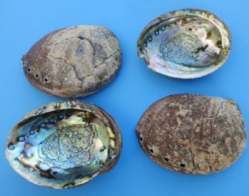 Wholesale Green Abalone Shells, 6 inches  to 6-1/2 inches - 2 pcs @ $8.50 each; 18 pcs @ $7.65 each
