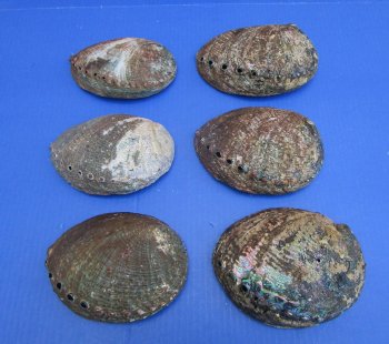Green Abalone Shells, 6 inches - 2 @ $8.75 each; 12 @ $7.95 each 