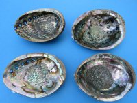 Green Abalone Shells, 6-1/2 to 7-1/4 inches  (2 pcs, 12 pcs)