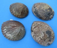 Green Abalone Shells, 6-1/2 to 7-1/4 inches  (2 pcs, 12 pcs)
