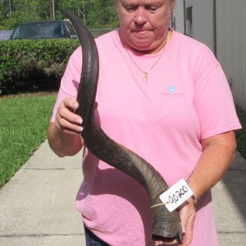 32" B-Grade Kudu Horn