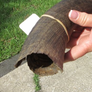 32" B-Grade Kudu Horn