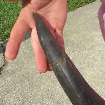 32" B-Grade Kudu Horn