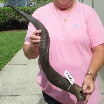 33" B-Grade Kudu Horn