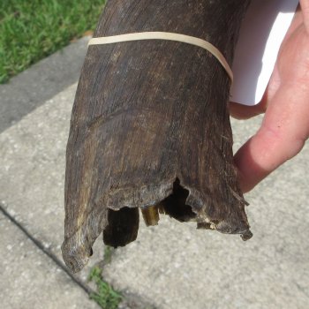 33" B-Grade Kudu Horn