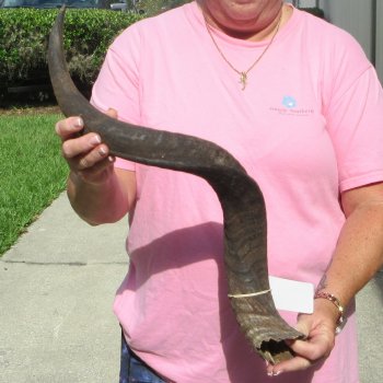 31" B-Grade Kudu Horn