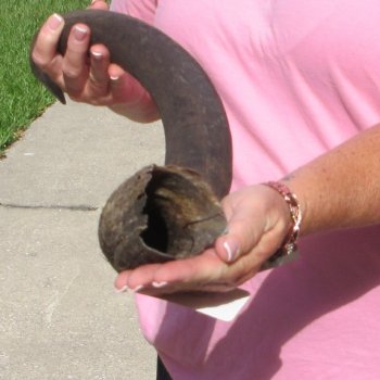 31" B-Grade Kudu Horn