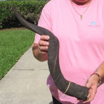 30" B-Grade Kudu Horn
