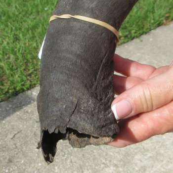 30" B-Grade Kudu Horn