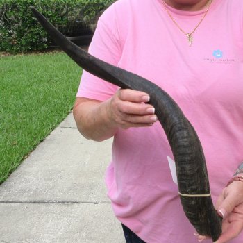 45" B-Grade Kudu Horn   (NO POST OFFICE (USPS) SHIPPING!!) 