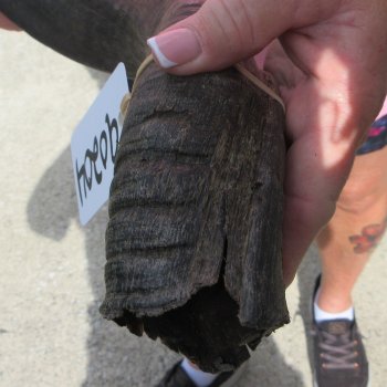 45" B-Grade Kudu Horn   (NO POST OFFICE (USPS) SHIPPING!!) 