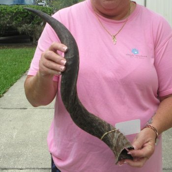 25" B-Grade Kudu Horn