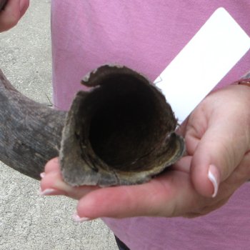 25" B-Grade Kudu Horn