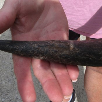 25" B-Grade Kudu Horn