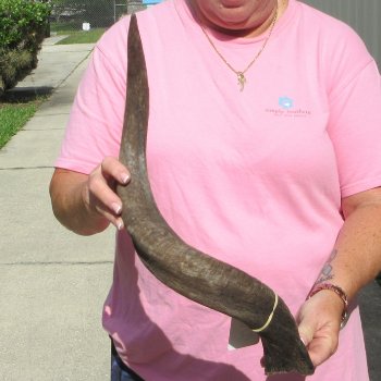 26" B-Grade Kudu Horn