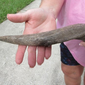 26" B-Grade Kudu Horn