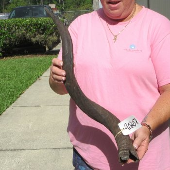 28" B-Grade Kudu Horn