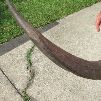 28" B-Grade Kudu Horn