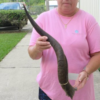 25" B-Grade Kudu Horn