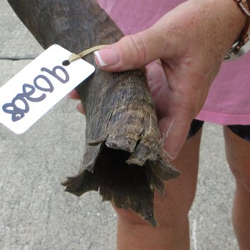 25" B-Grade Kudu Horn