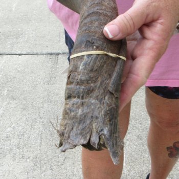 25" B-Grade Kudu Horn