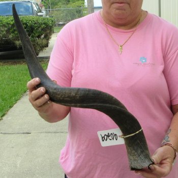 29" B-Grade Kudu Horn