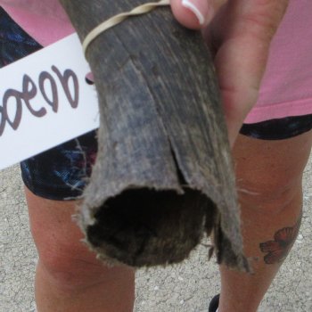 29" B-Grade Kudu Horn