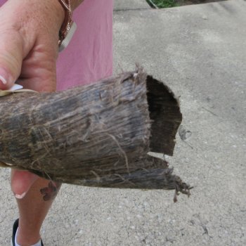29" B-Grade Kudu Horn