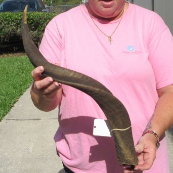 28" B-Grade Kudu Horn