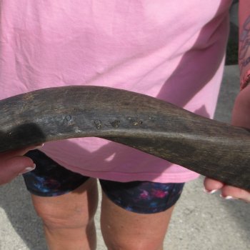 28" B-Grade Kudu Horn
