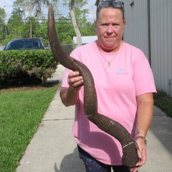 40" B-Grade Kudu Horn   (NO POST OFFICE (USPS) SHIPPING!!) 