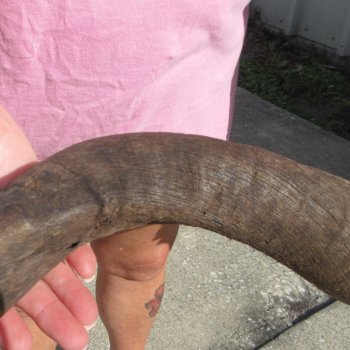 40" B-Grade Kudu Horn   (NO POST OFFICE (USPS) SHIPPING!!) 