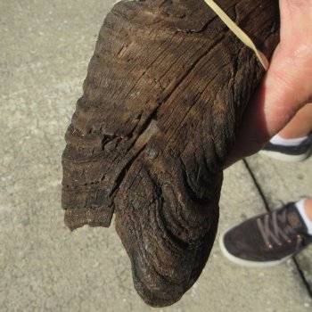 40" B-Grade Kudu Horn   (NO POST OFFICE (USPS) SHIPPING!!) 